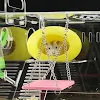 miniatures image - 2