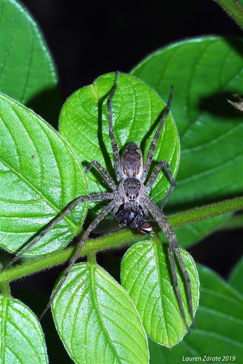 Nursery Web Spider