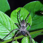 Nursery Web Spider