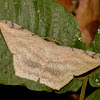 Geometrid Moth