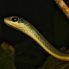 White-bellied Rat Snake