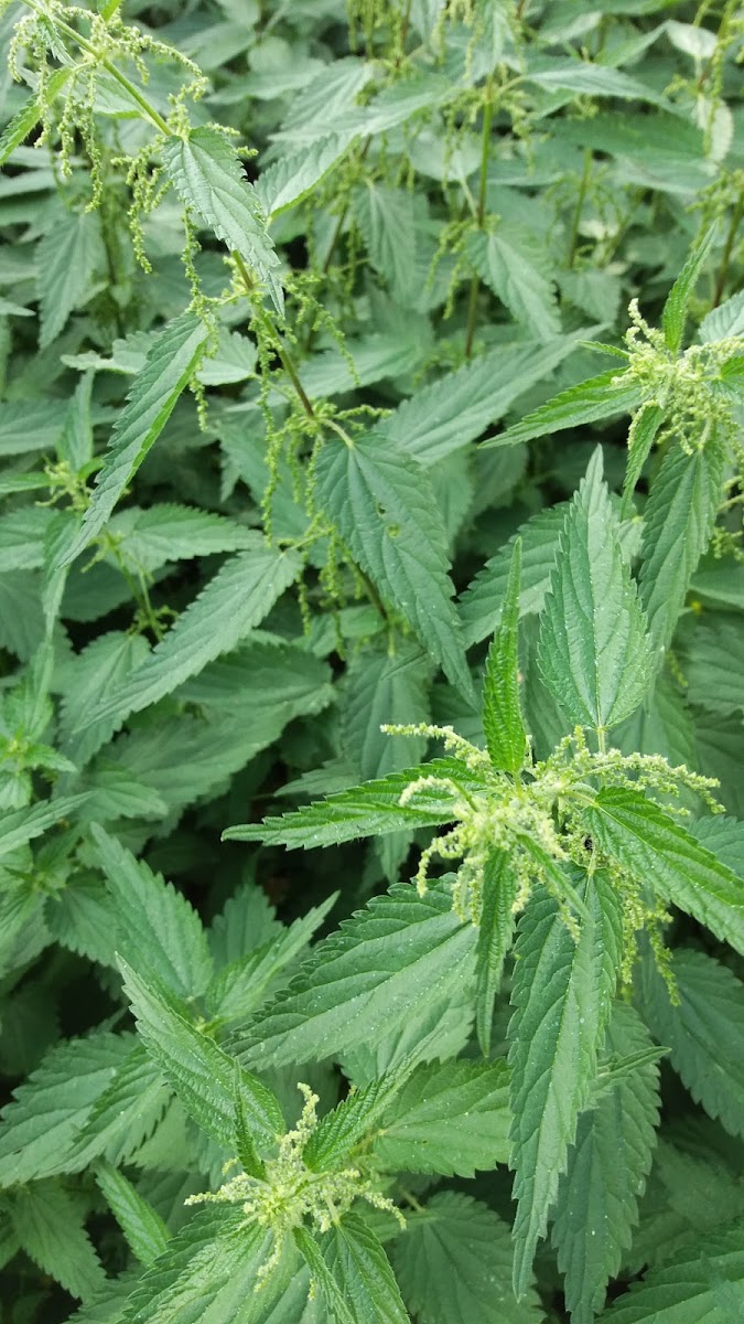 Stinging nettle