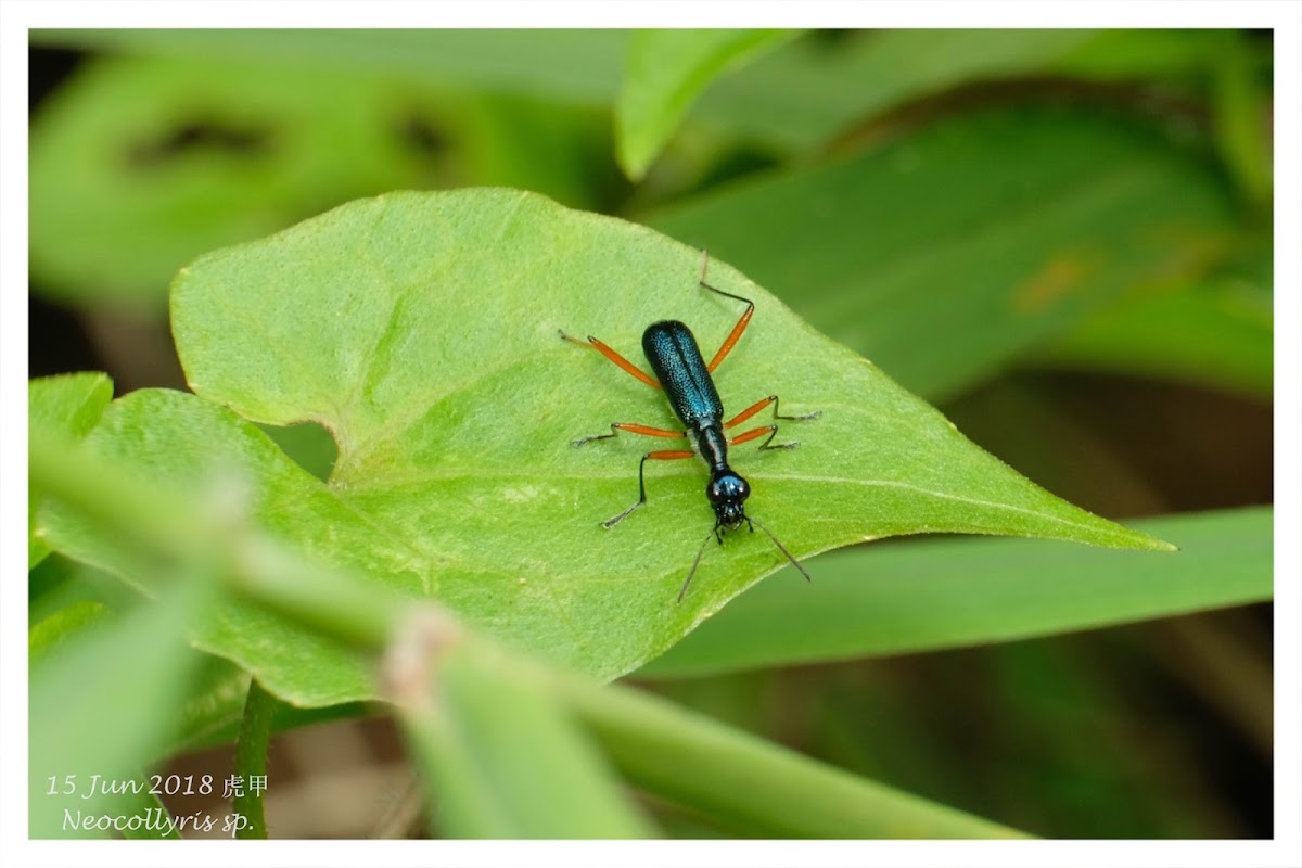 虎甲 Neocollyris sp.