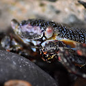 Red rock crab