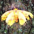 Imperial Moth