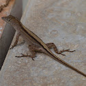 Brown anole