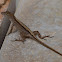 Brown anole