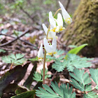 Dutchman's Breeches