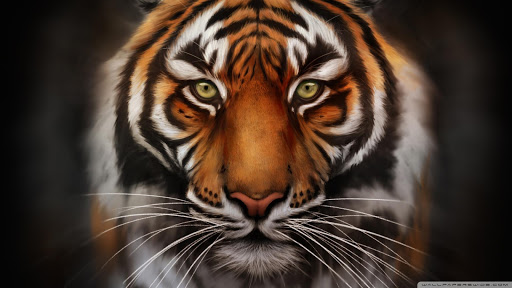 免費下載個人化APP|Tiger Live Wallpaper HD app開箱文|APP開箱王