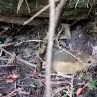 Pacific jumping mouse