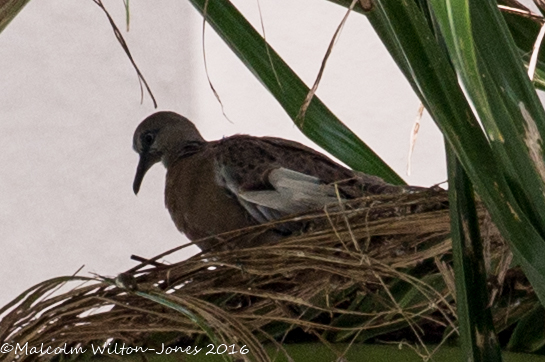 Oriental Turtle Dove