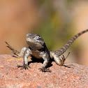 Spiny lizard