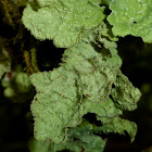 Norwegian Ragged Lichen