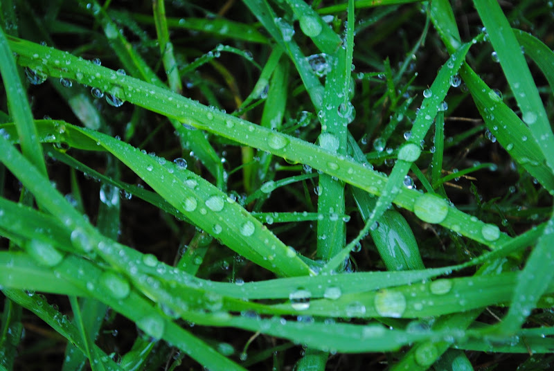 Green drops di Vikycarta