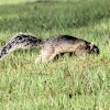 Sherman's Fox Squirrel