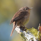 House wren