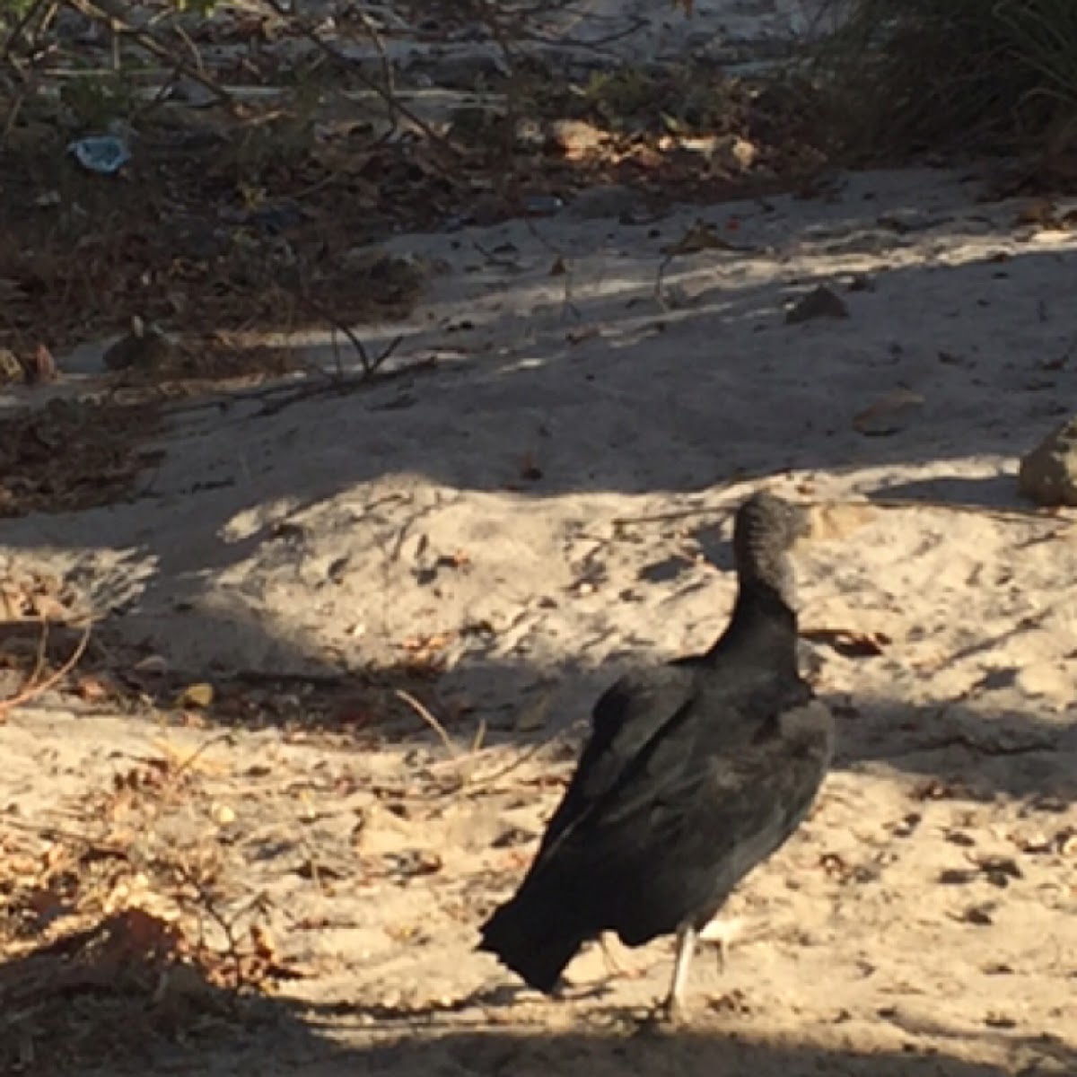 Black Vulture