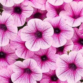 Supertunia® Mini Rose Veined - Petunia hybrid
