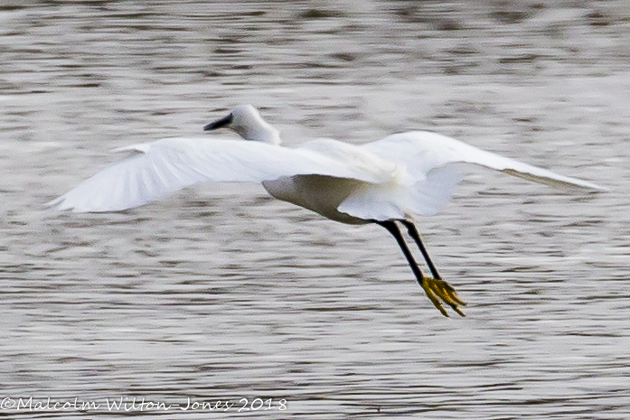 Little Egret