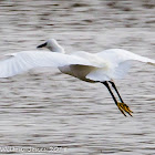 Little Egret