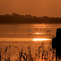 L'oro del  mattino di 