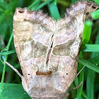 Brown Angle Shades Moth