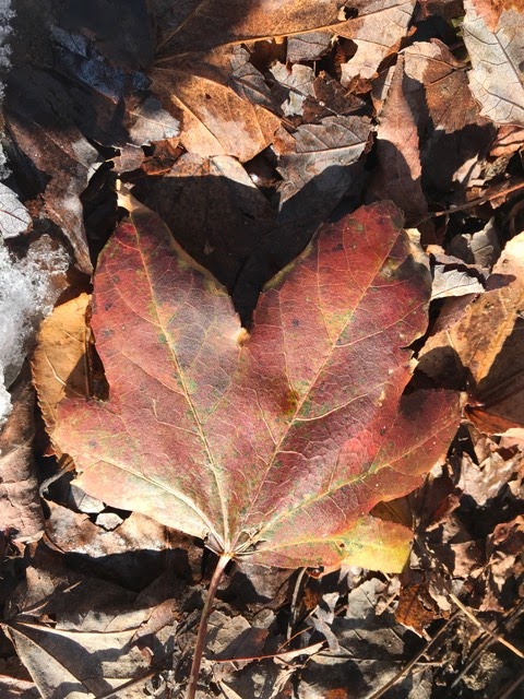 Sweet Gum Tree