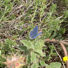 Common Blue