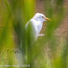 Cattle Egret; Garcilla Bueyera