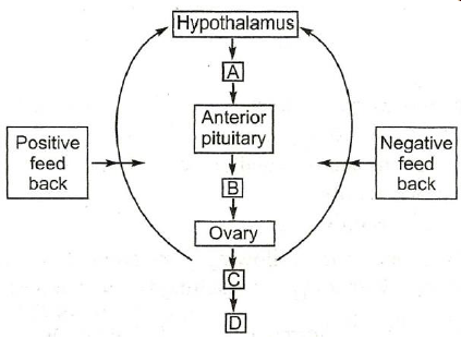 Human Endocrine Glands