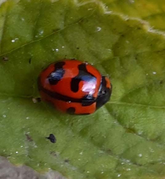 Coccinella transversalis