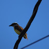 Great Kiskadee