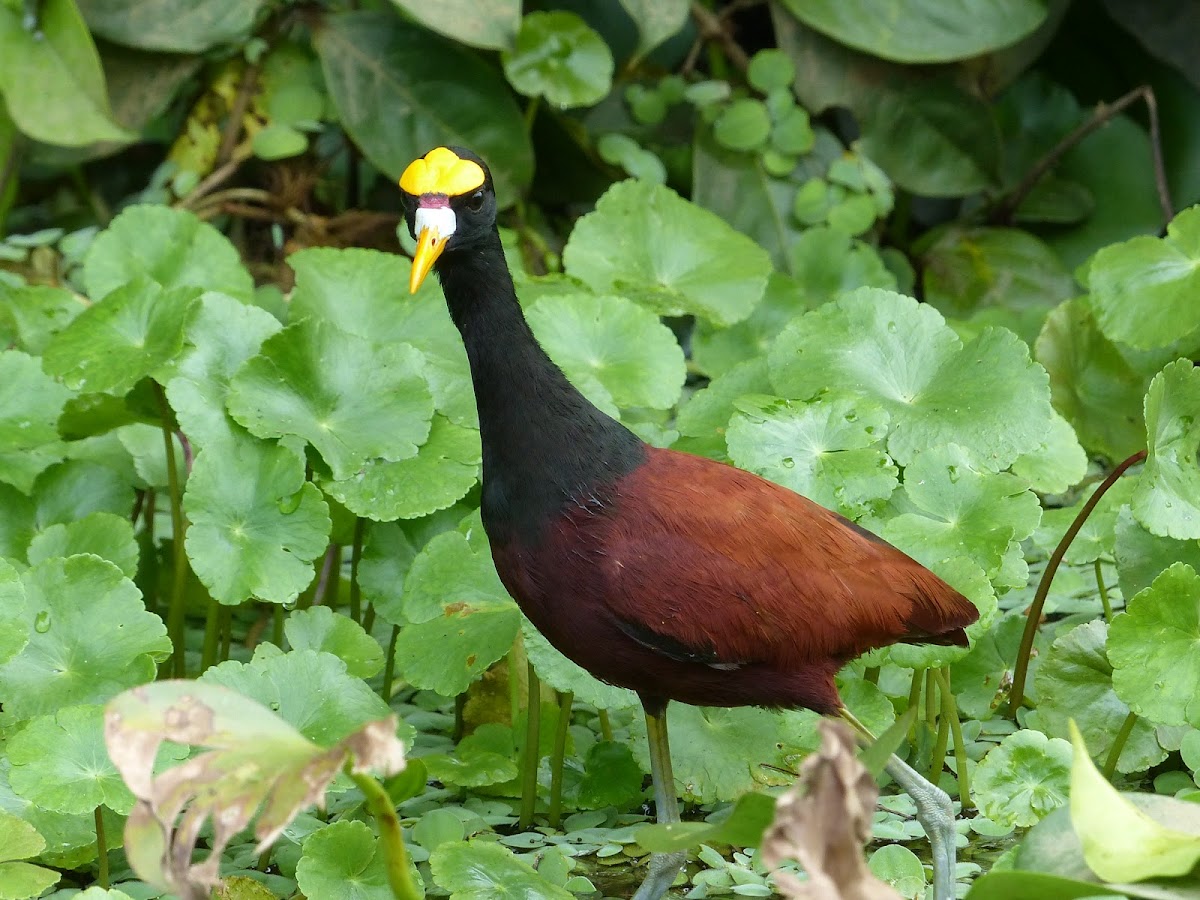 Northern Jacana