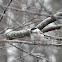 Black-capped Chickadee