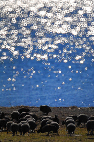 Anelli di luce di si