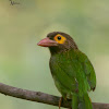 BROWN HEADED BARBET