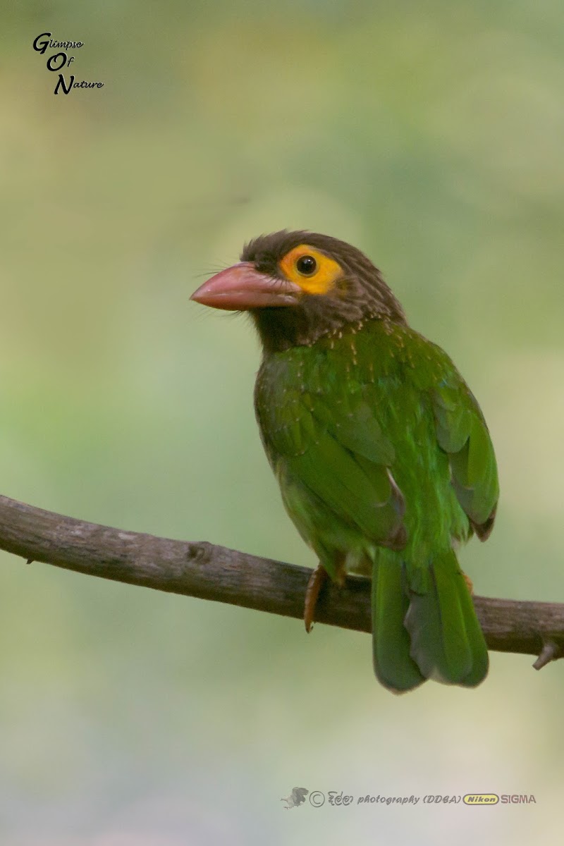 BROWN HEADED BARBET