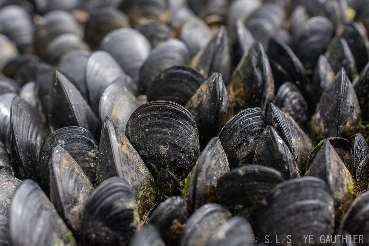 Bay mussel