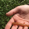 Red Salamander