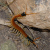 Giant Redheaded Centipede