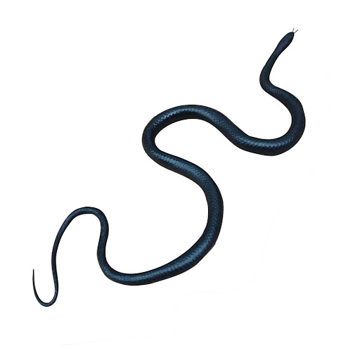 Title 6, Whole Rubber Snake Chasing Props Golf Prank Toy...