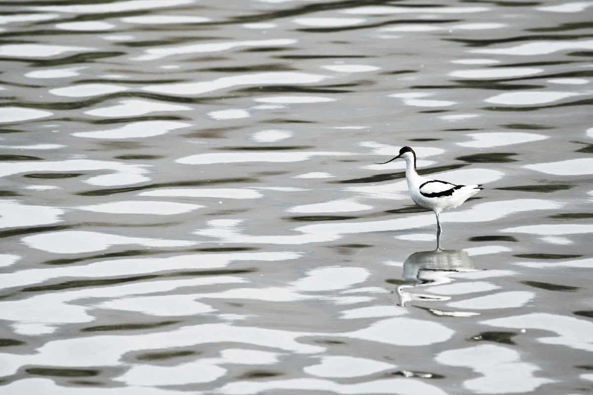 Pied Avocet (反嘴鷸)