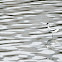 Pied Avocet (反嘴鷸)