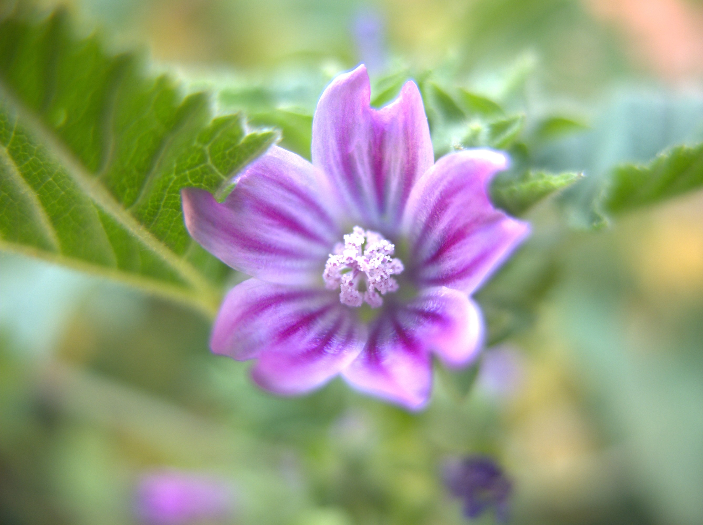 Fiore di campo di rosario.vicino