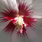 Red heart hibiscus