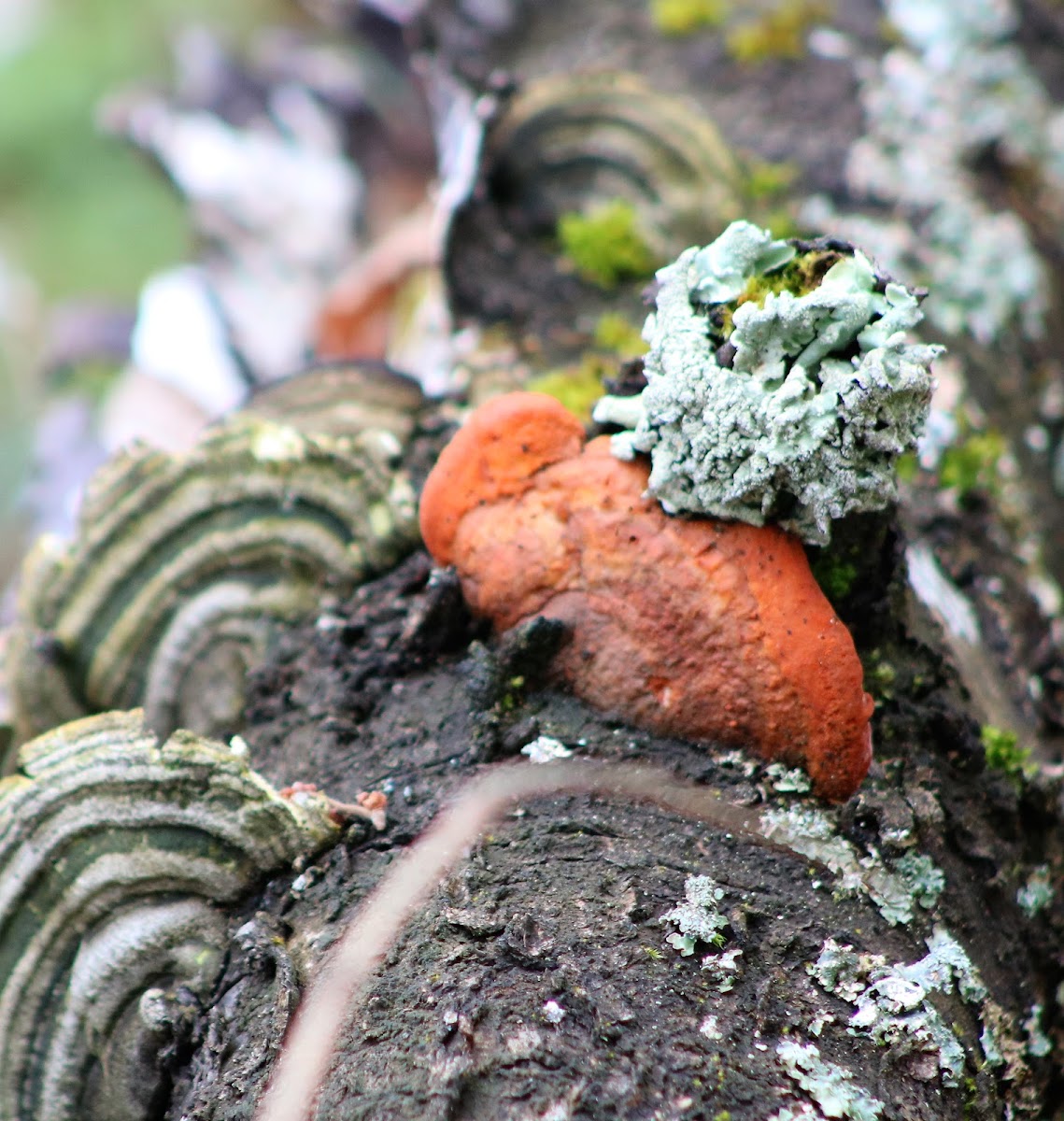 Cinnabar Polypore