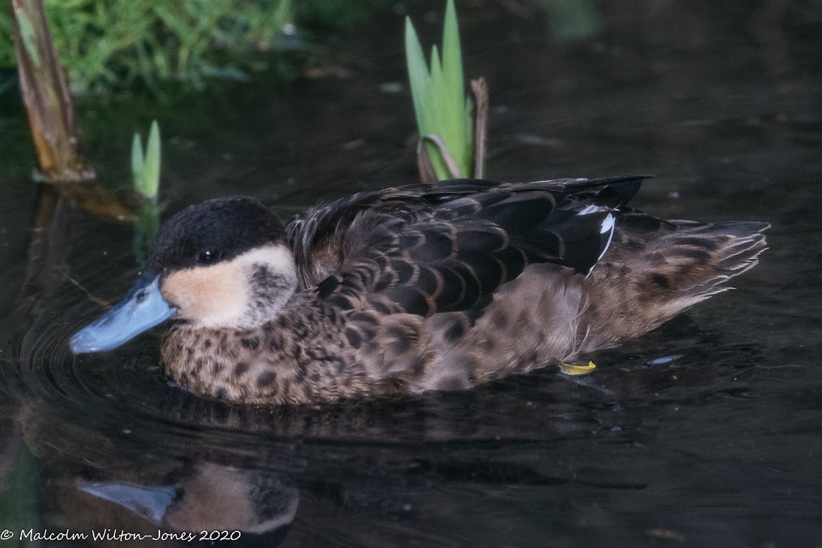 Hottentot Teal