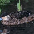 Hottentot Teal