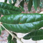 Sand live oak