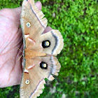 Polyphemus moth